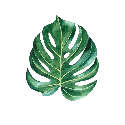Monstera Yaprağı