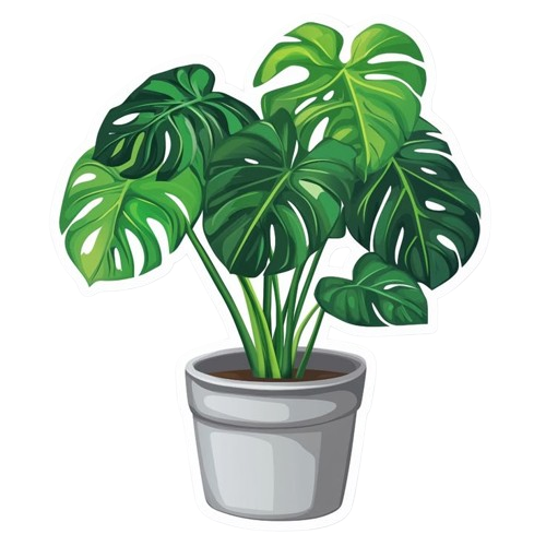 Monstera